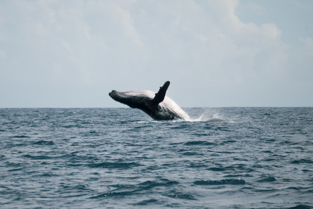 unsplash_G1JCW7w9T6U_reunion island.jpg.jpg.webp
